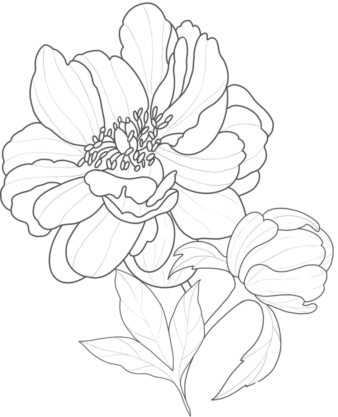 Coneflower Sketch